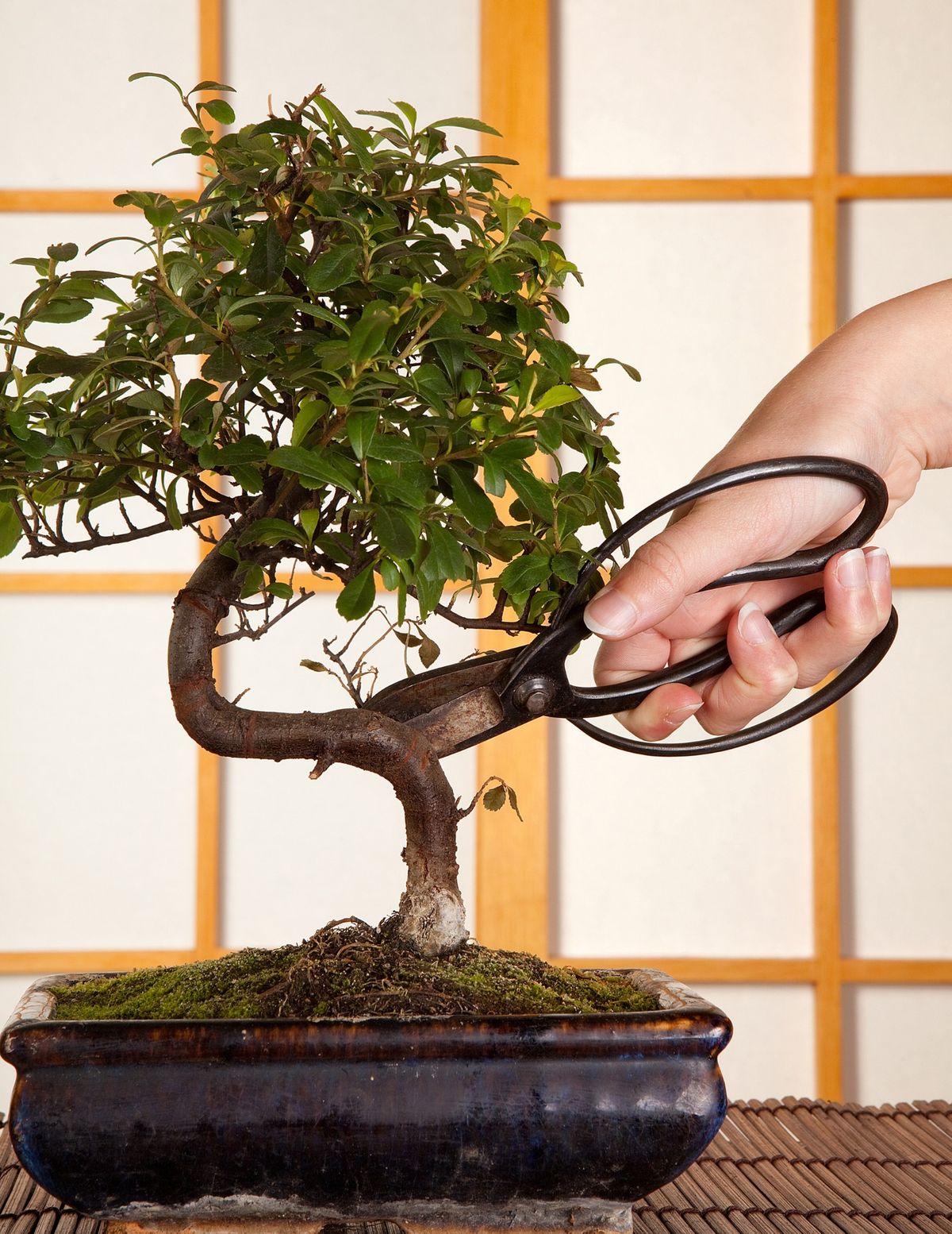 Bonsai Seminar: A Beginner\u2019s Introduction to Care and Techniques \u2014 Anga's Farm & Nursery