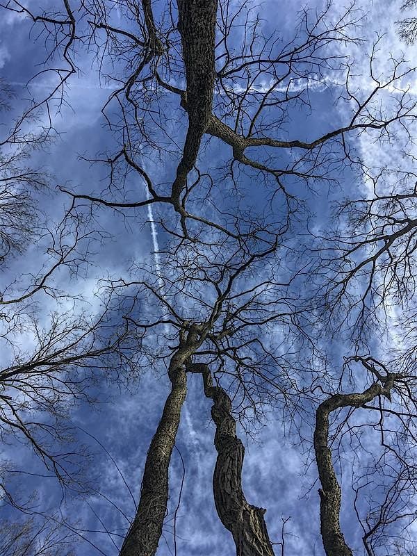Winter Tree Identification Workshop: Botany and Bloom Series
