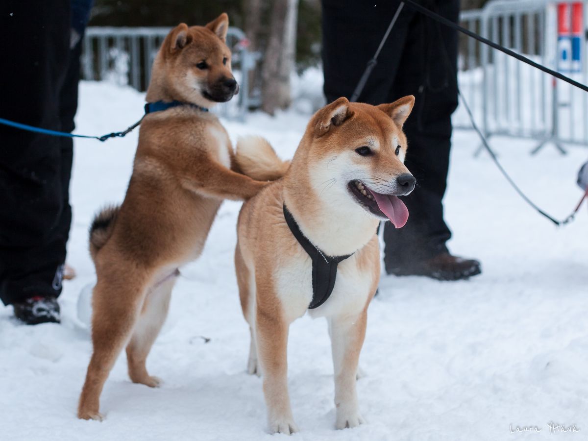 Joulukuun shibatapaaminen, Pyynikki