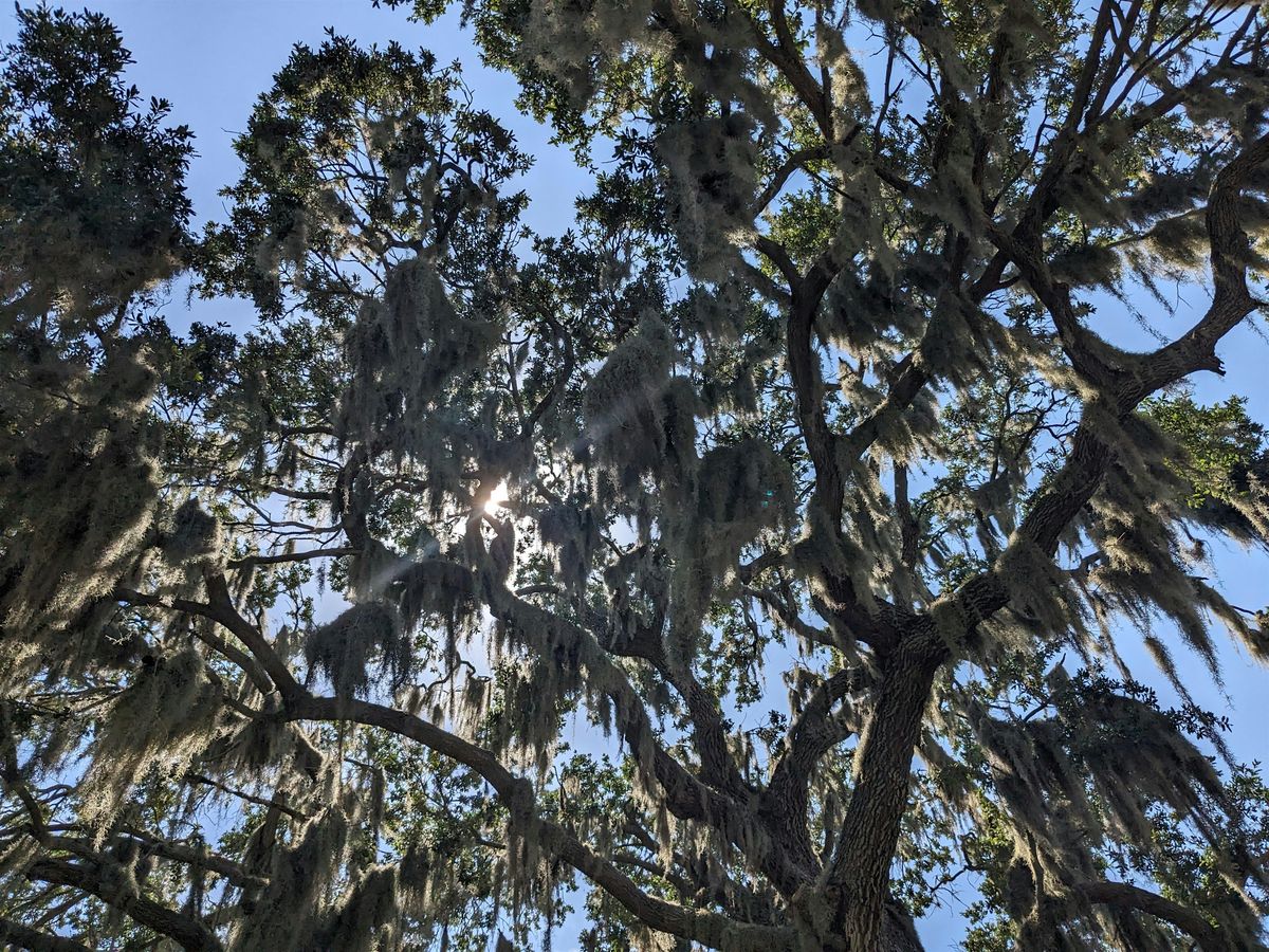 So You Want to be an Arborist?