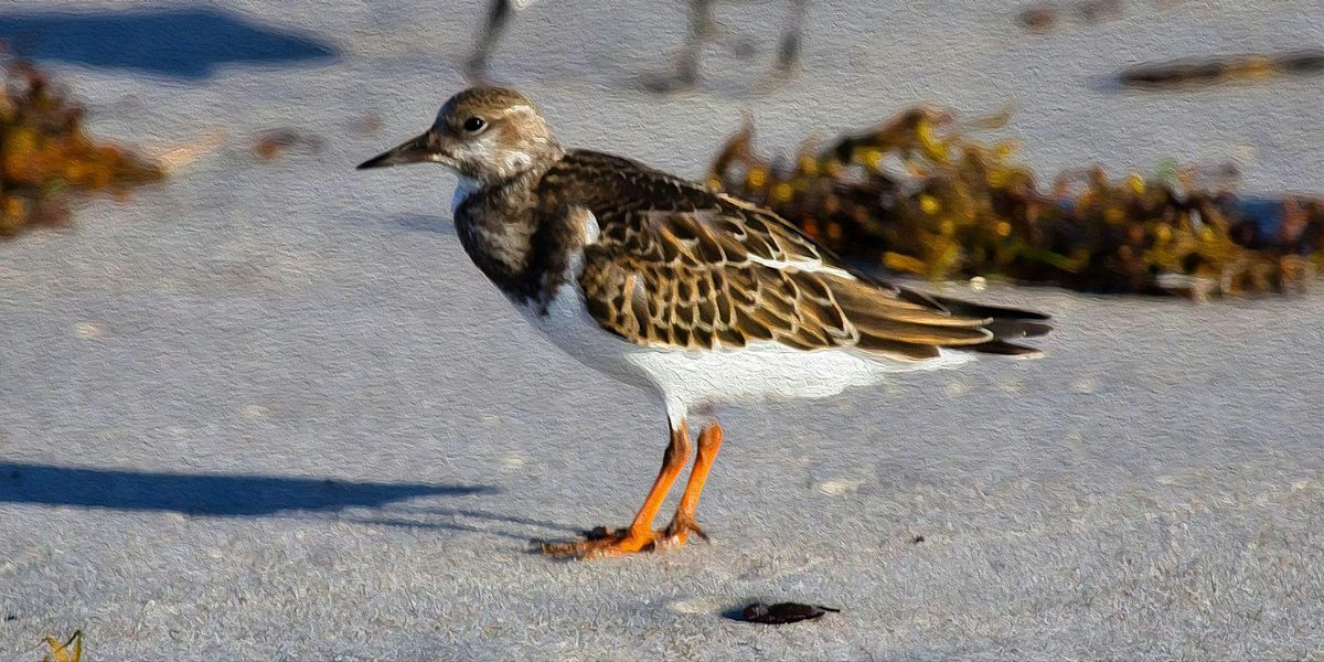 Homeschool Classes for Middle & High School Students