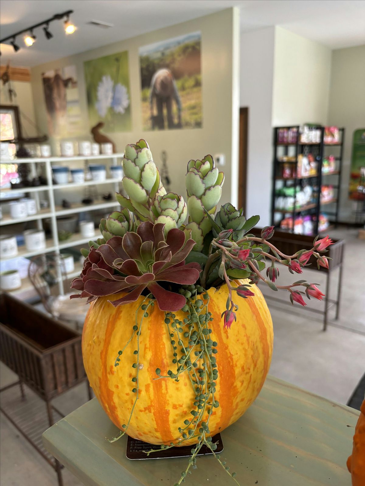 Thanksgiving Centerpiece Succulent Workshop