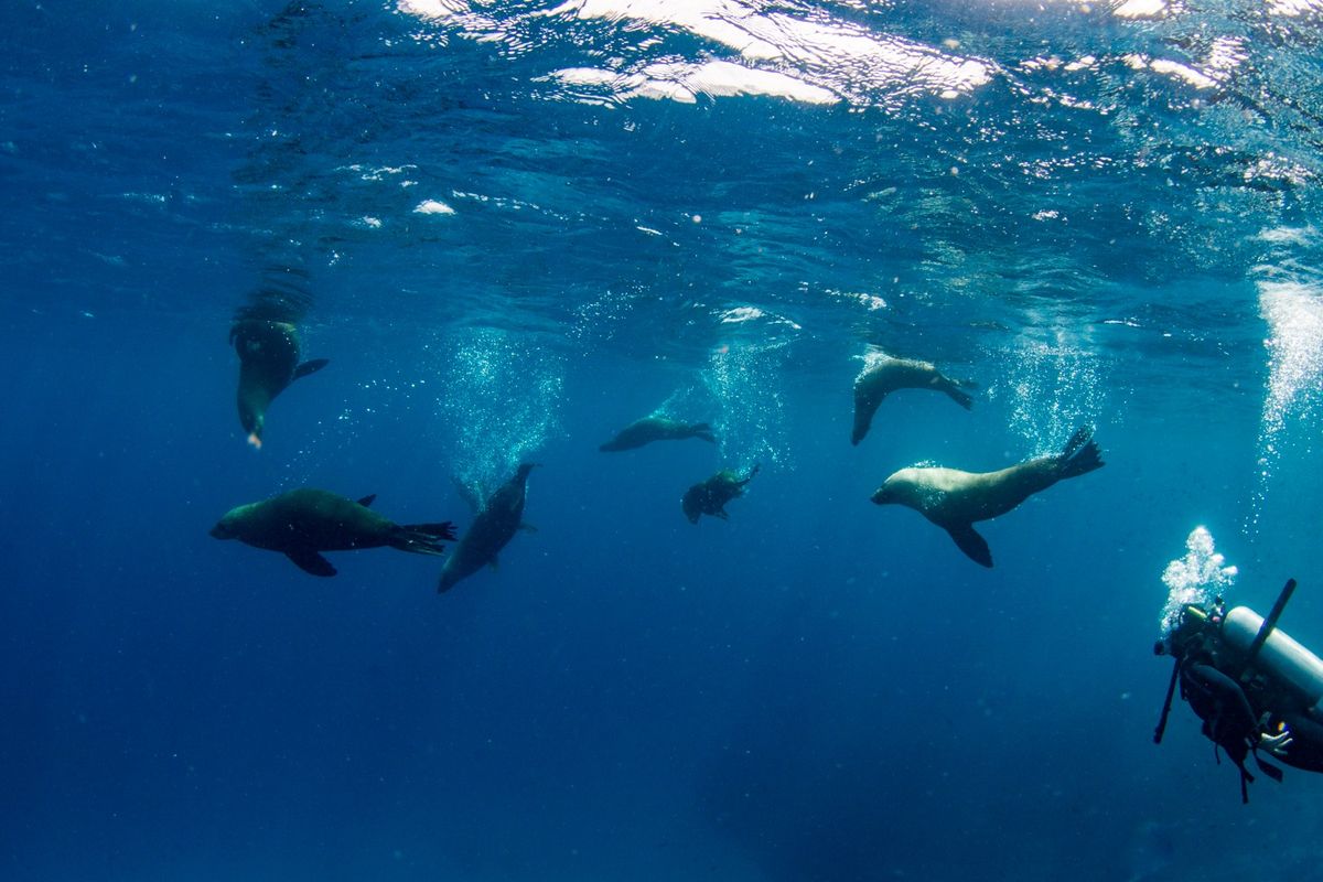 Montague Island Seal Diving, Narooma 