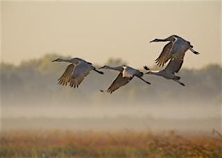 Crane Tour of November, 16 2025