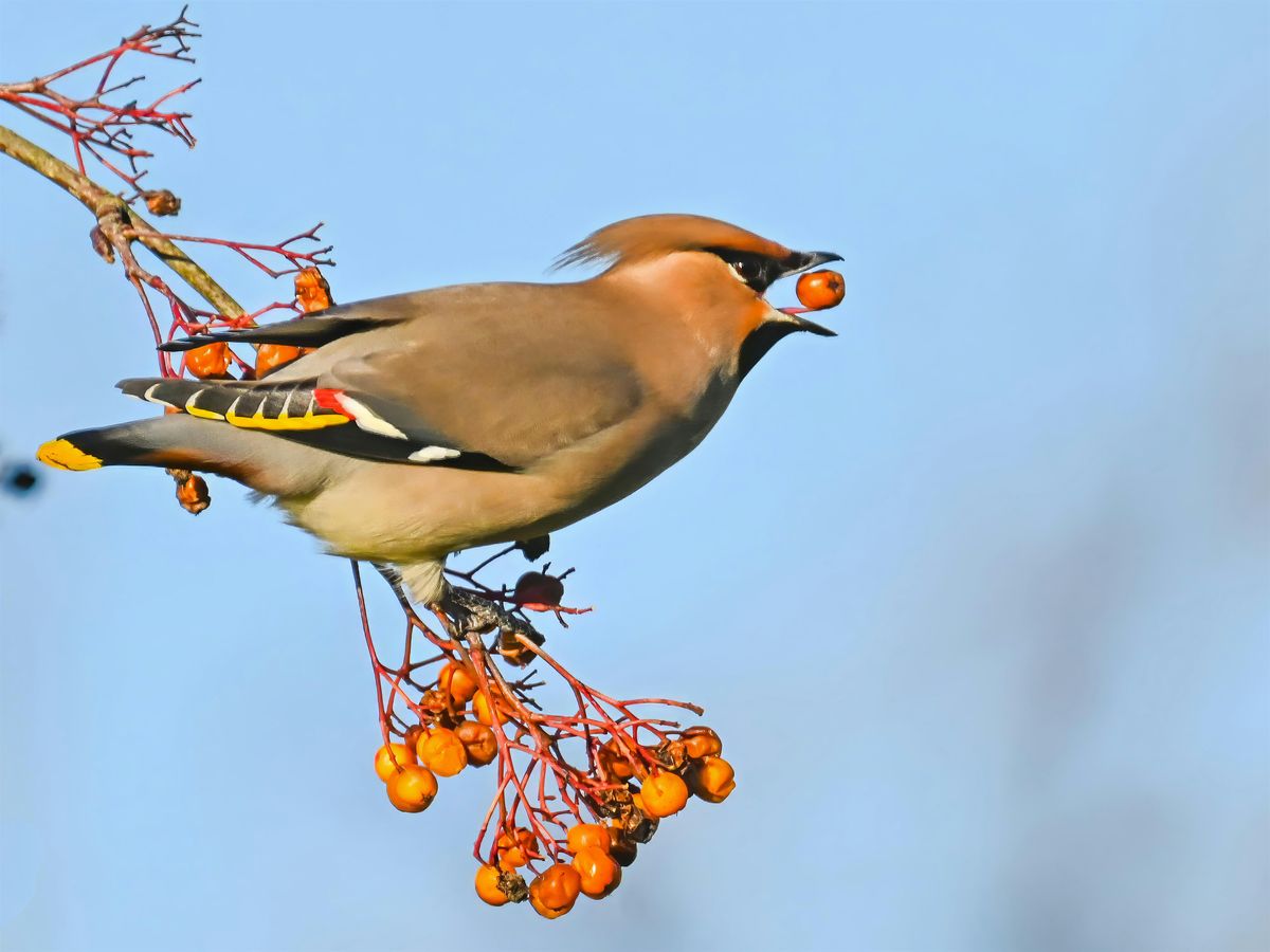 WILDLIFE ON YOUR DOORSTEP