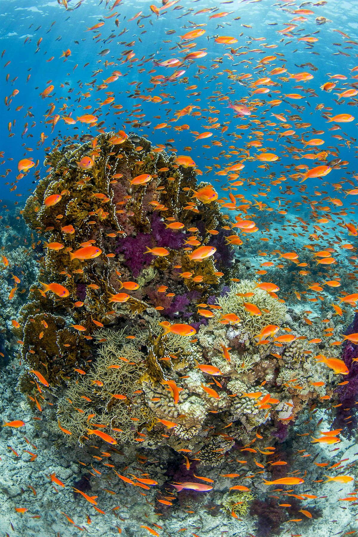 Olathe North Geoscience:  Kids Day Out - Oceans