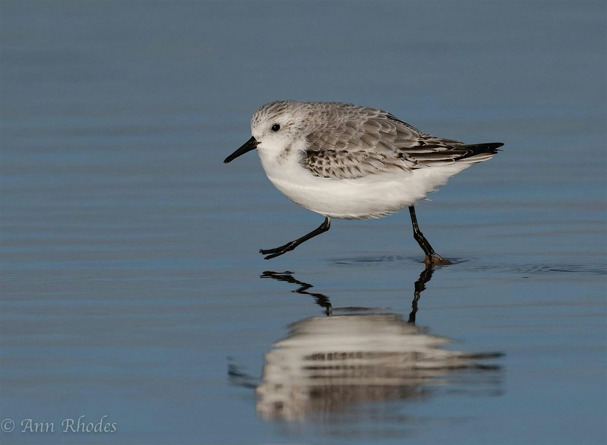 Wading birds walk