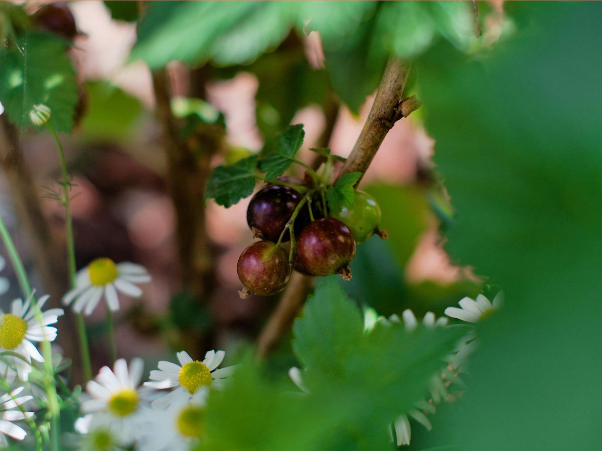 UCL People and Nature Lab Seminar