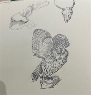 Drawing for young artists and naturalists in the Museum of Life Sciences