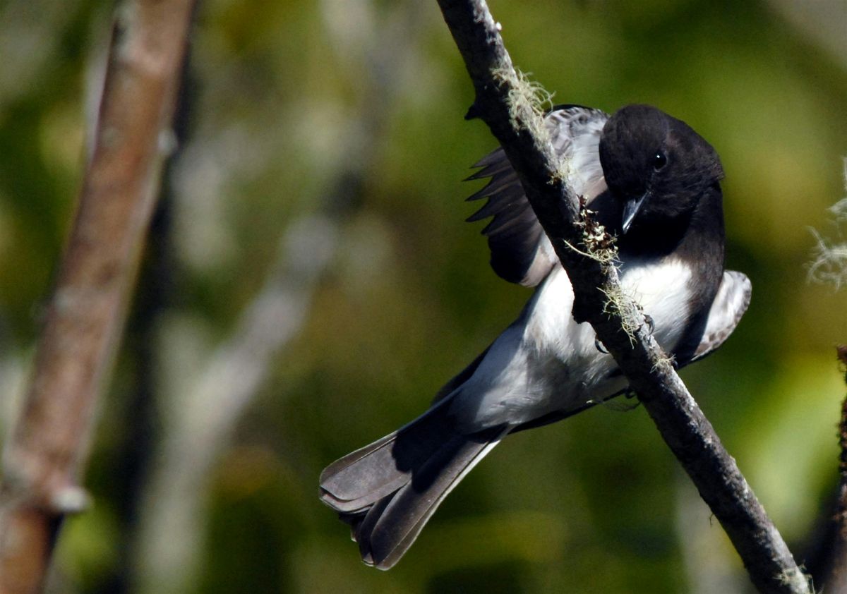 Birding at Millicoma Marsh