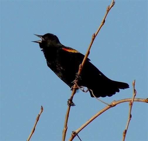 Bird Walk at Four Mile Run