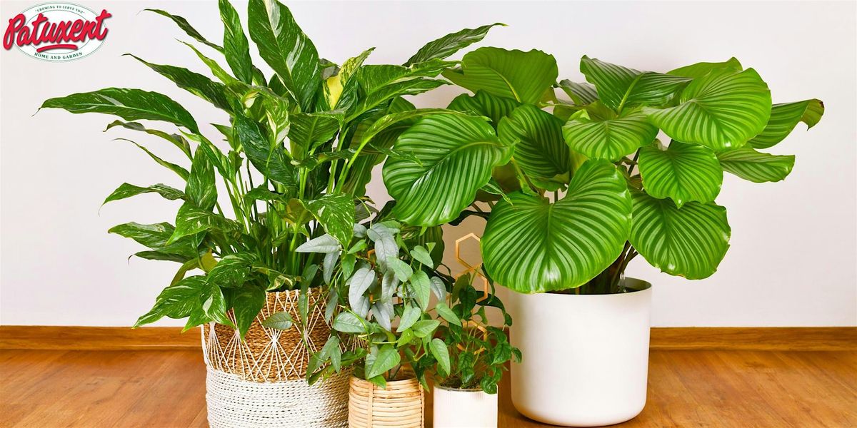 How To Treat & Prevent Houseplant Pests