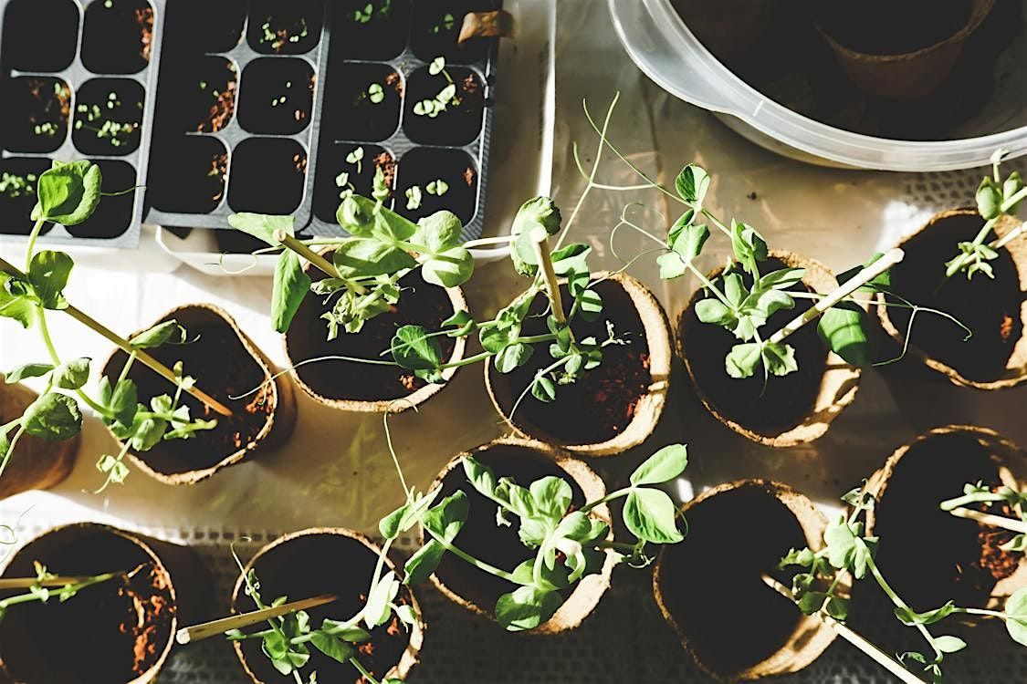 Seed Starting with Filbert Street Garden