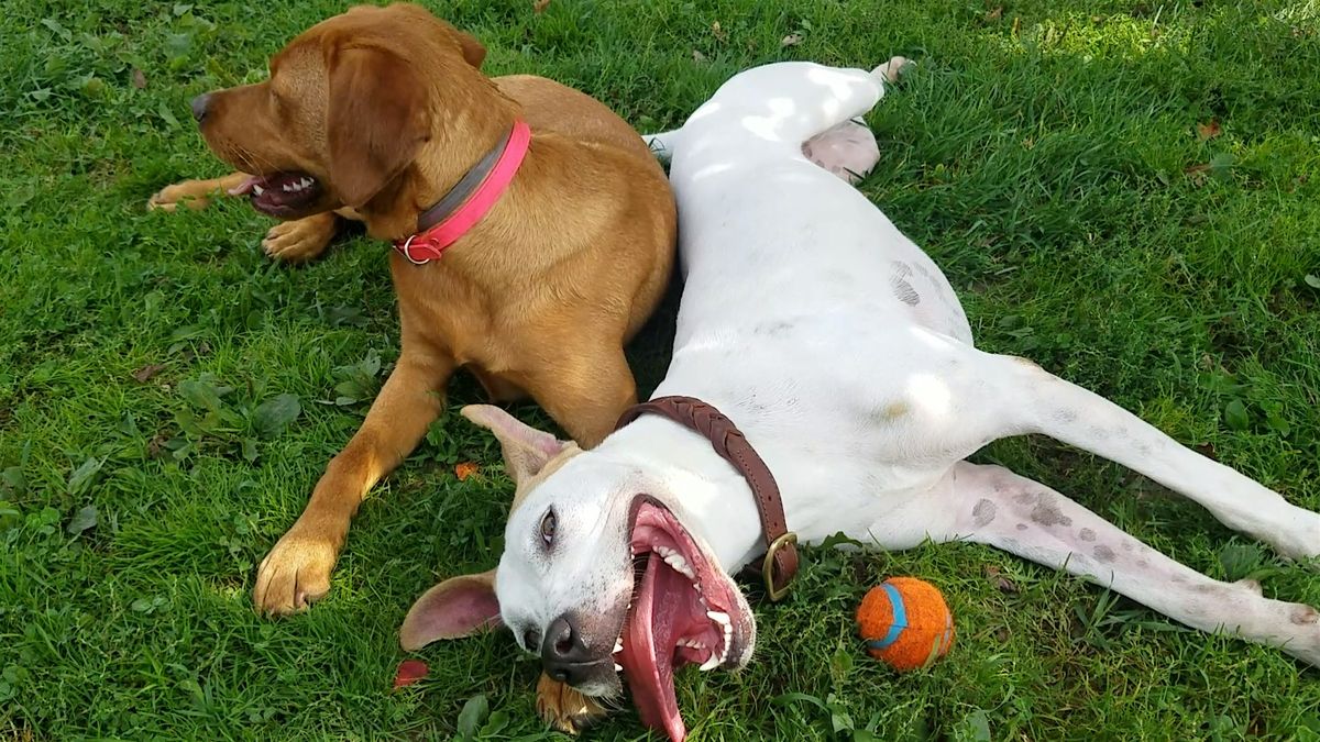 Open Volunteer Orientation