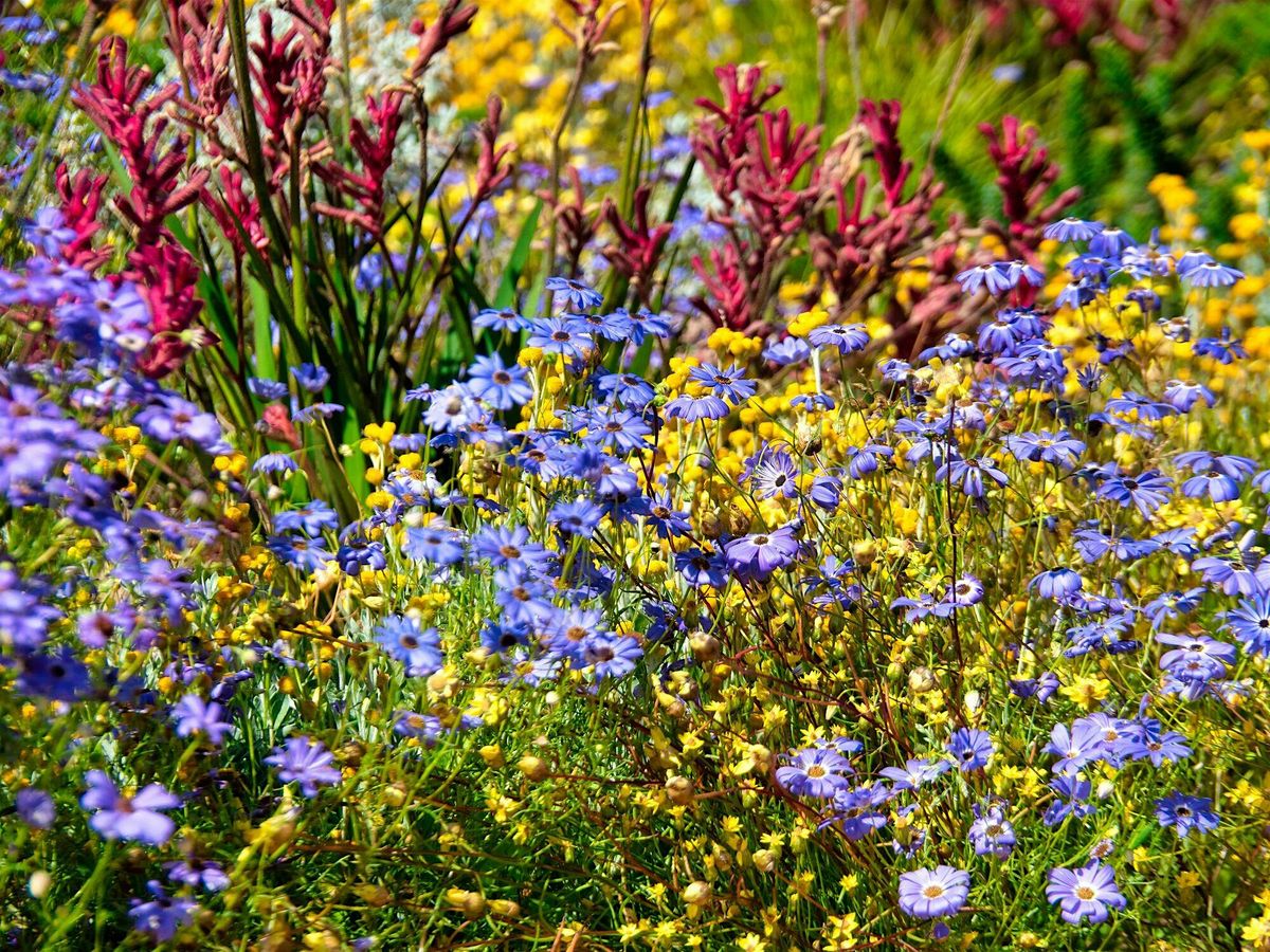 Hobart - Botanica World Discoveries 2026 Travel Collection