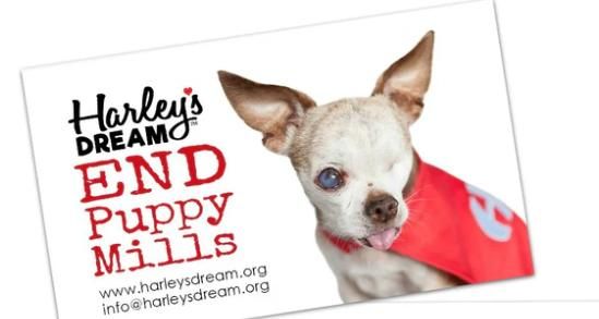Harley's Dream, Puppy Mill Awareness Day