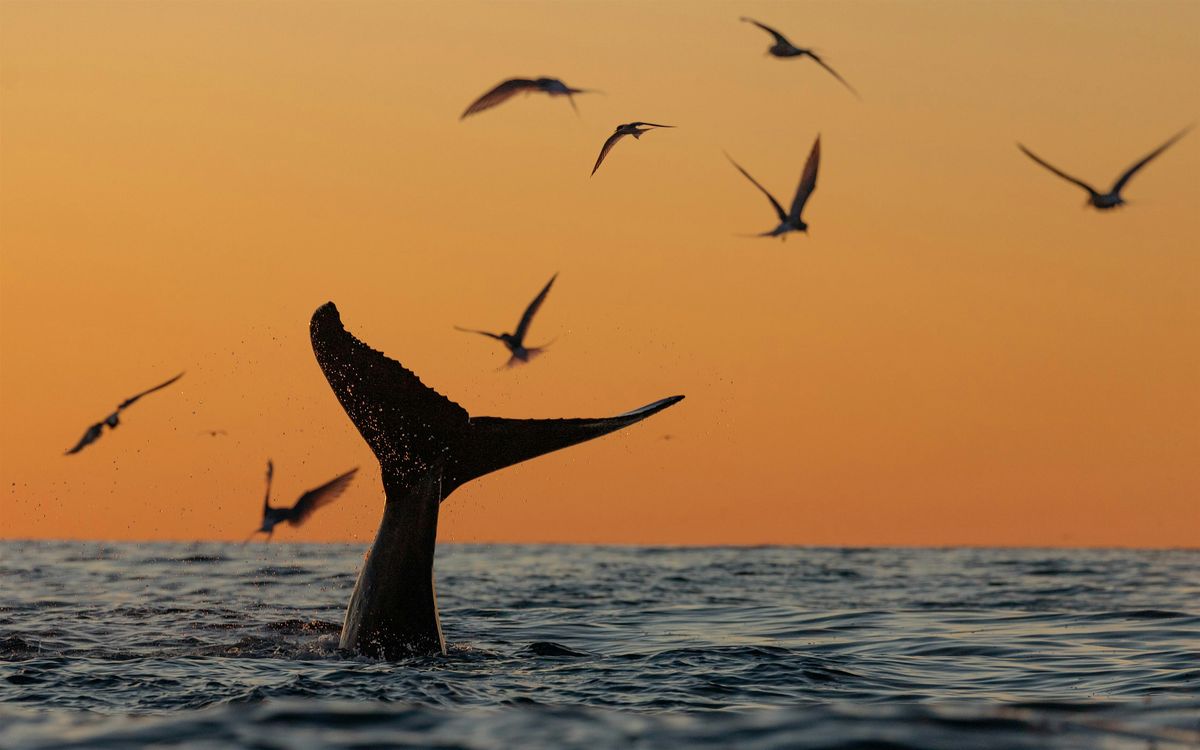 Sunday, August 24 Sunset and Wildlife Watching Boat Ride