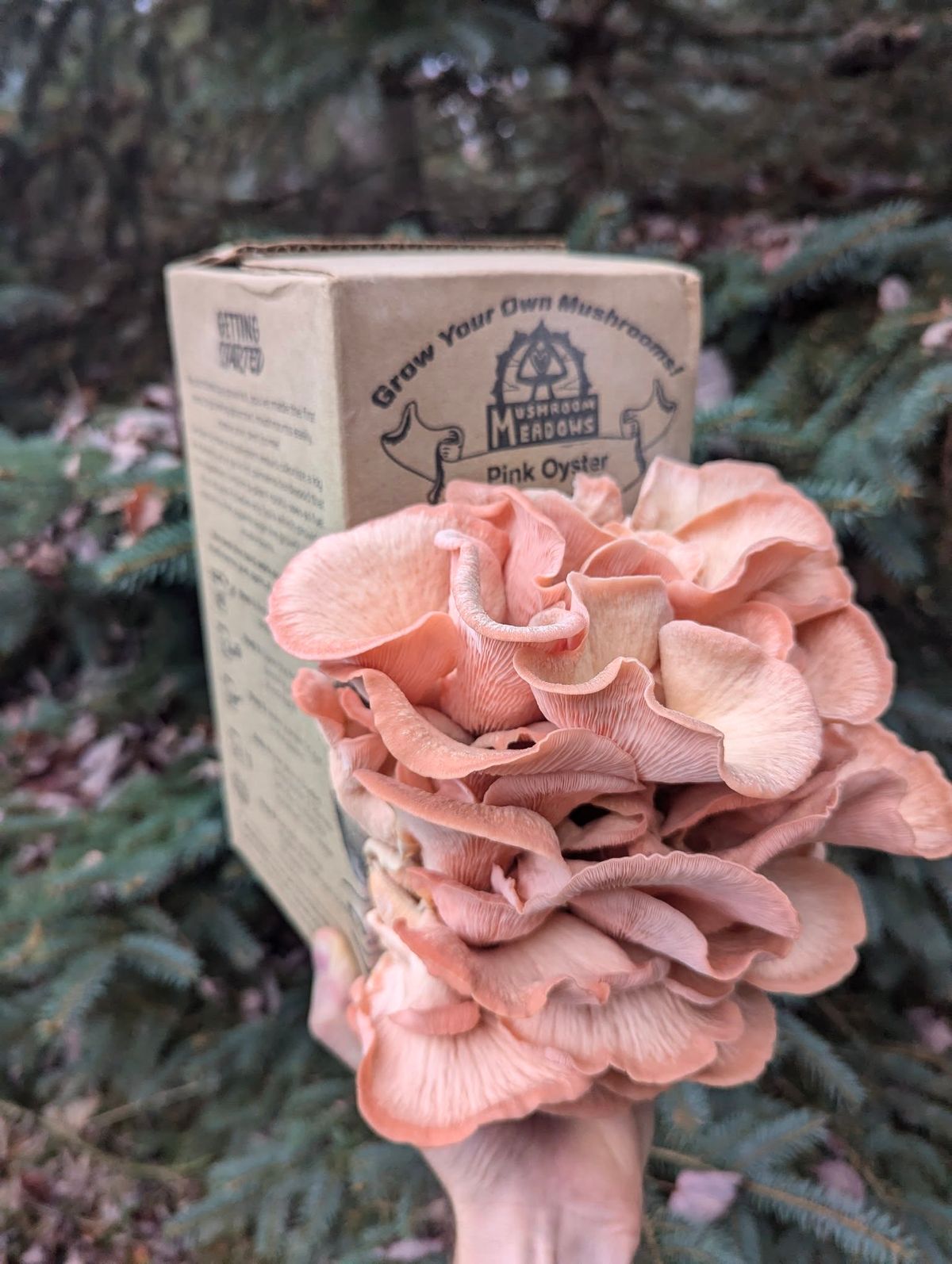 Growing Your Own Mushrooms