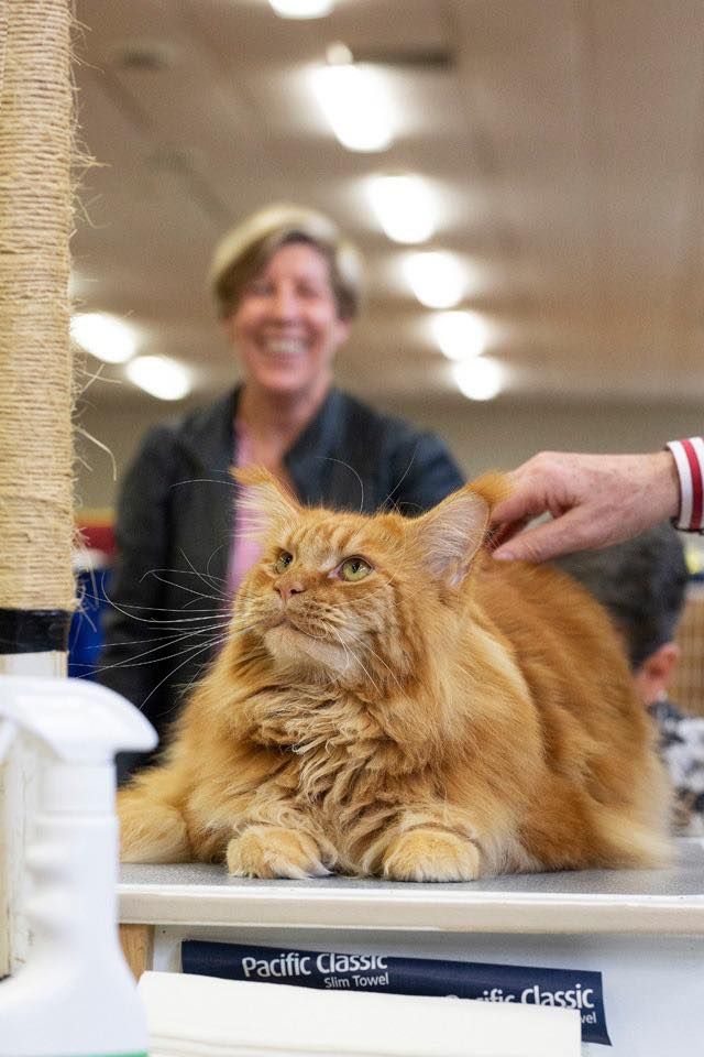 Palmerston North Cat Show 2025