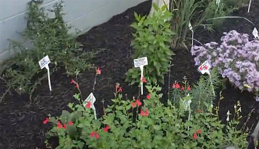 Frederick County Master Gardener: Native Plants & Keystone Plants