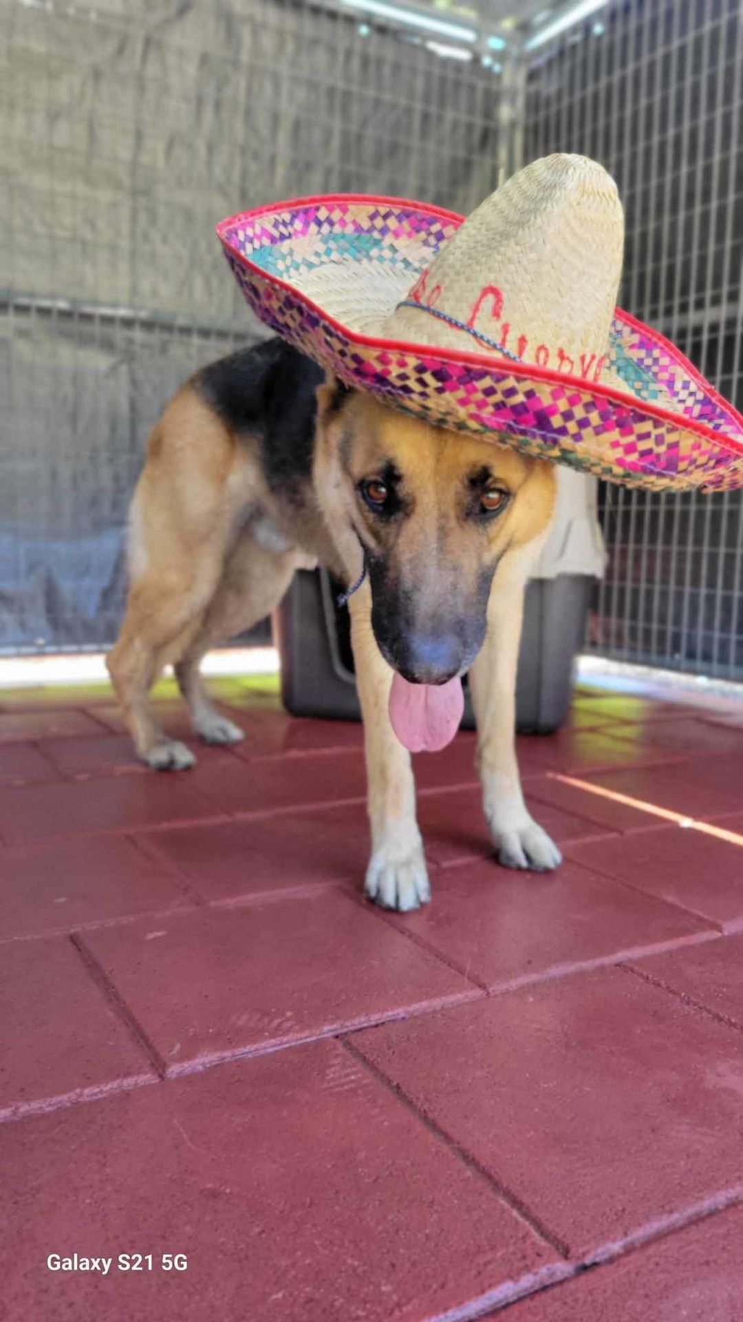 Adoptable Dog Meet & Greet and Dog Halloween Costume Contest at Gossip in the Grain in Vancouver