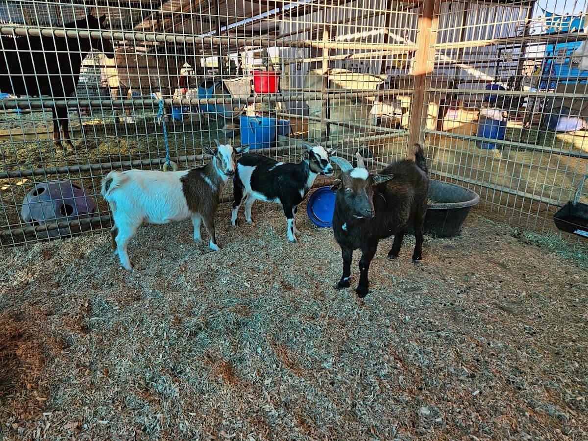 Volunteer Day at the Ranch-September 27, 2025