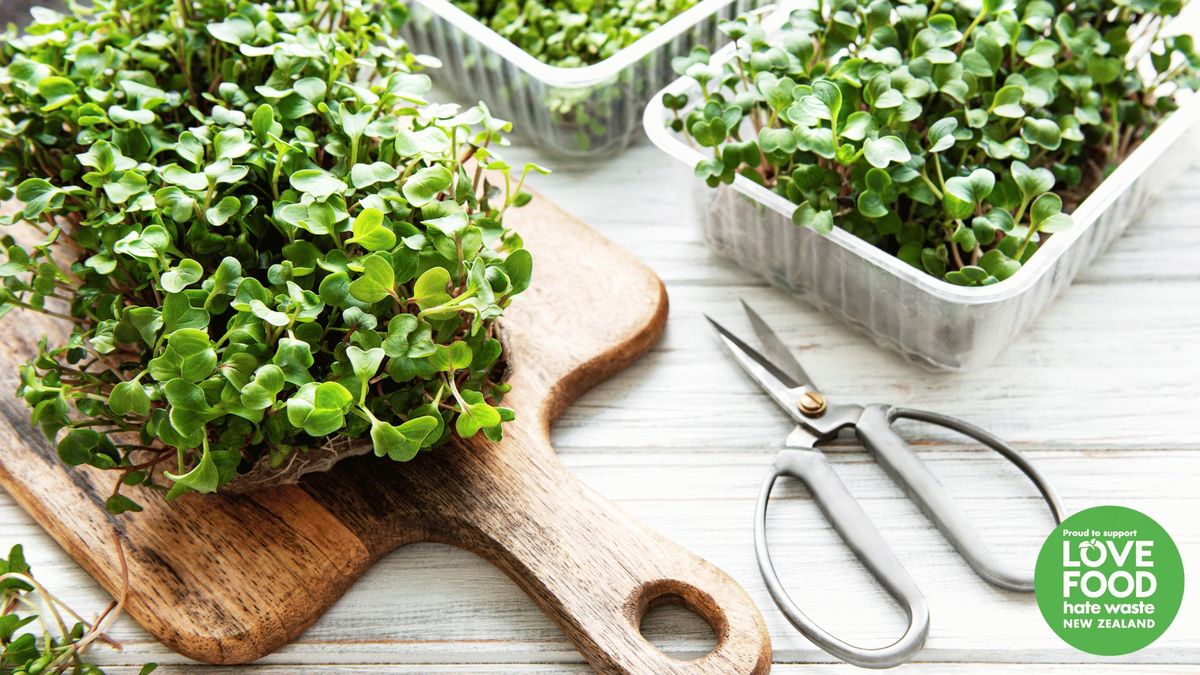 Sprout to Plate: A Microgreens Growing Workshop - Wait\u0101kere Central Library