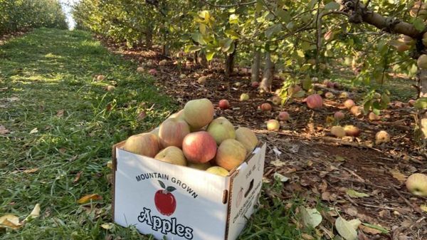 Apple Picking