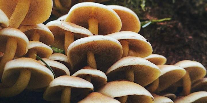 Fall Wild Mushroom Hunt