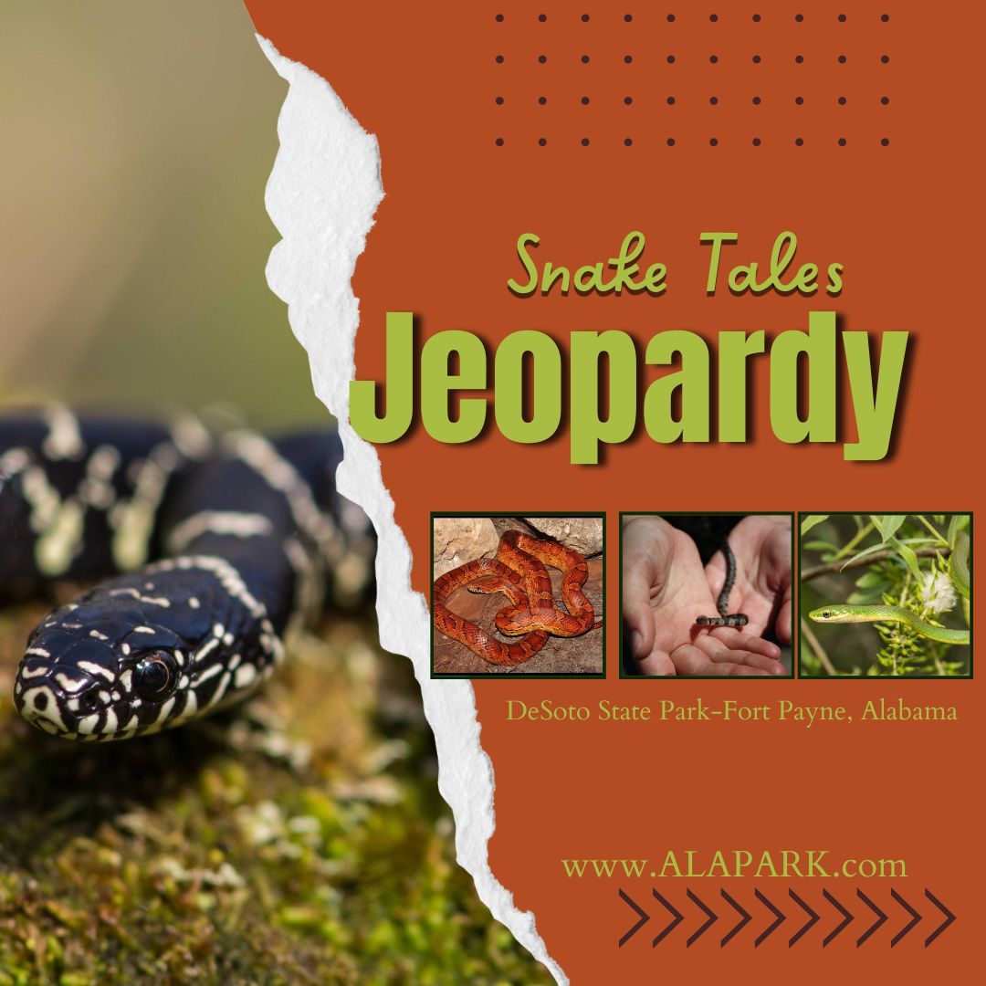 Snake Tales Jeopardy