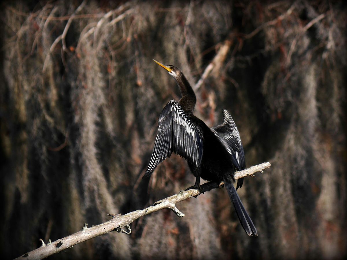 Birding Basics @ Hilltop Arboretum - Daytime Class (Fall 2025)