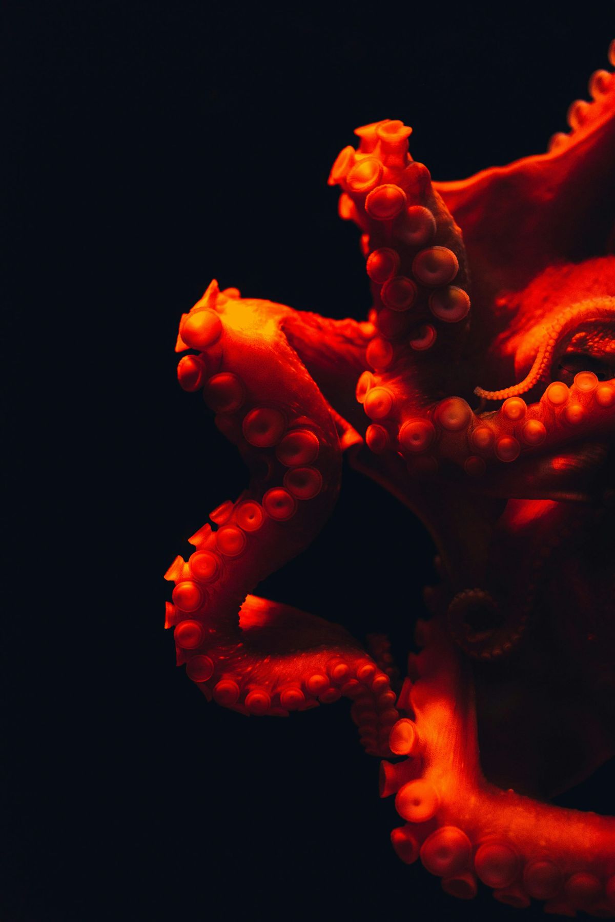 Nature Film:  Octopus Contact