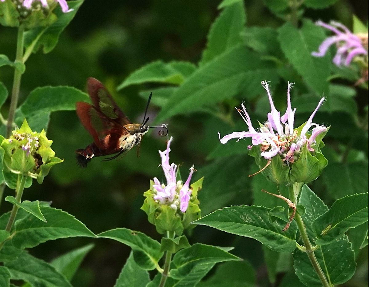 How to Create A Pollinator Garden for Beginners