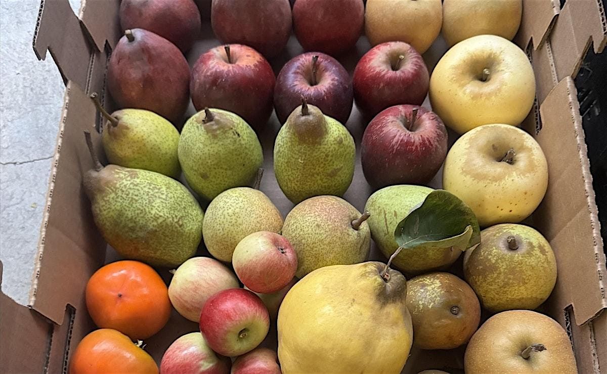 Autum Fruit Bounty Box Sale