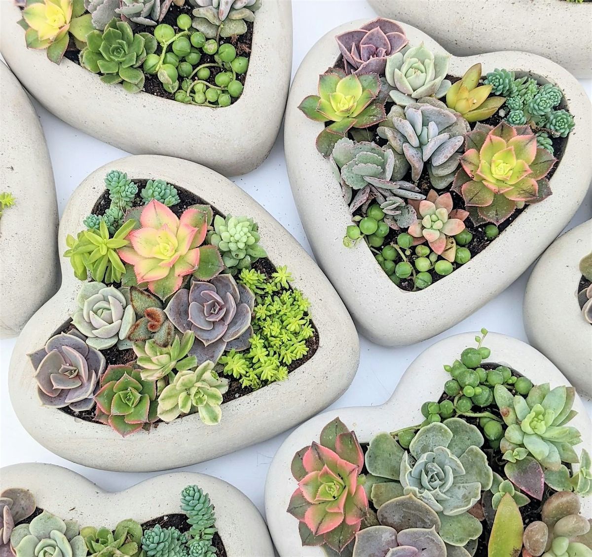 Mother's Day Succulent Arrangement Workshop