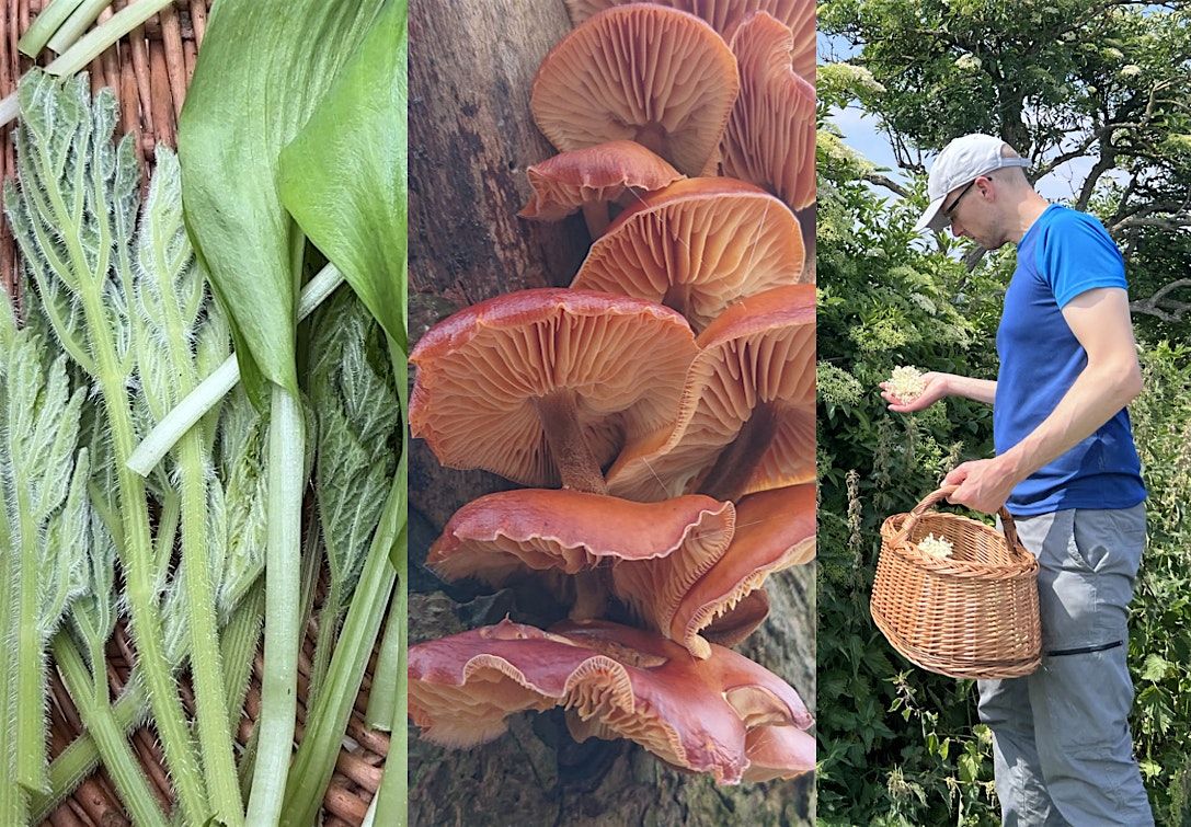 Full-Day Foraging Course, Northallerton