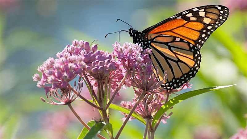 Monarch Butterfly Roundtables - General Info & Non-Profits