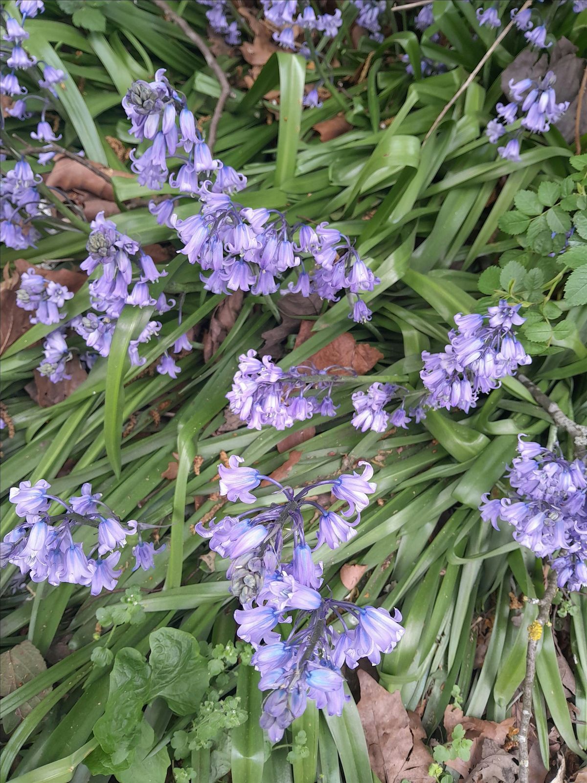 Forest Bathing+: a mindfulness, nature-based session to relax body ...