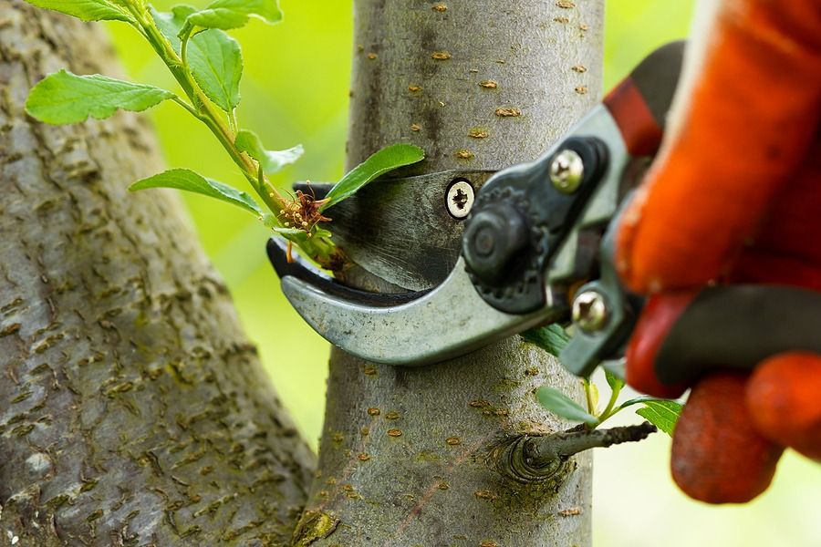 Fruit Tree Pruning Workshop