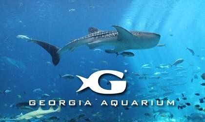 Dive with Gentle Giants (Georgia Aquarium)