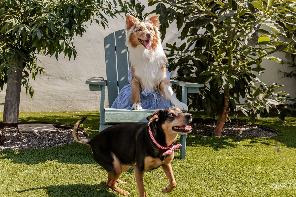 DOGtoberfest: Pups, Pints & Play at Regent Santa Monica Beach