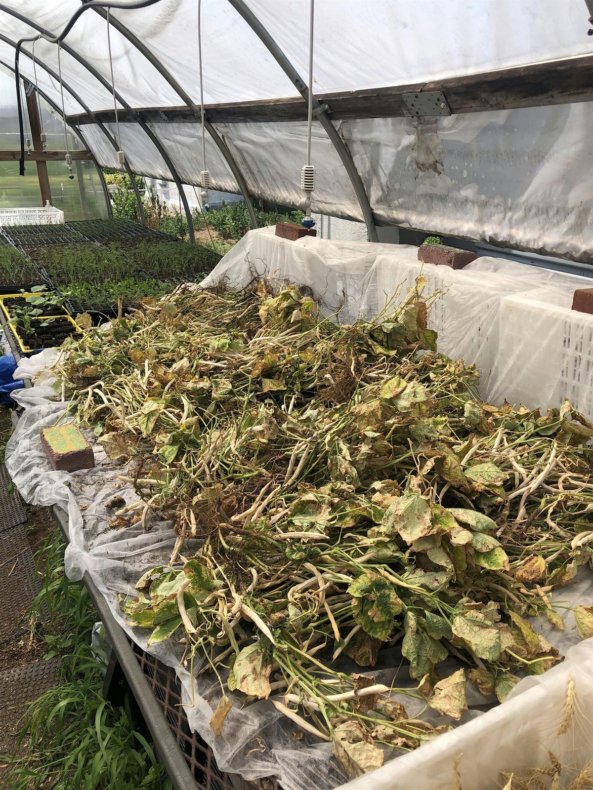 SFLIC Volunteer Day: Late Summer Series