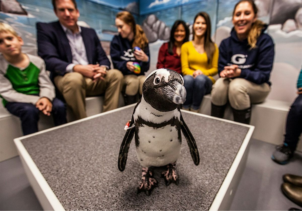 2nd Annual Penguin Palooza