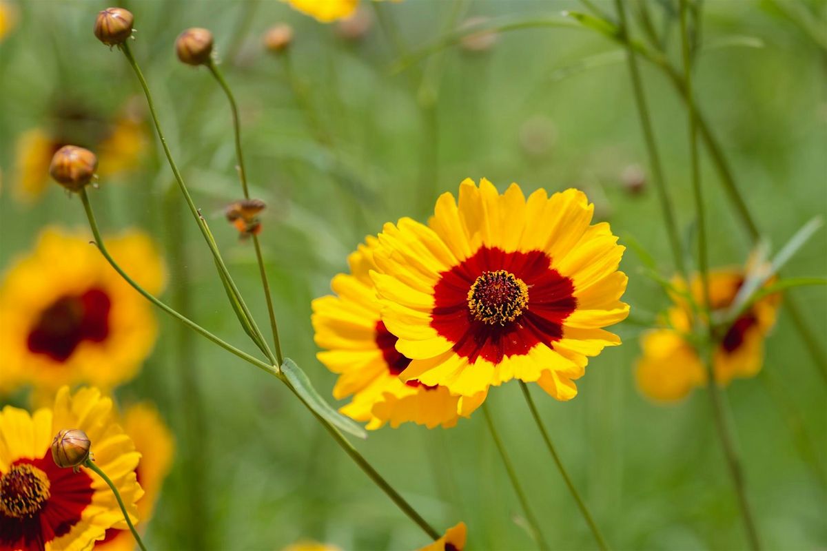 Pollinator and butterfly gardens