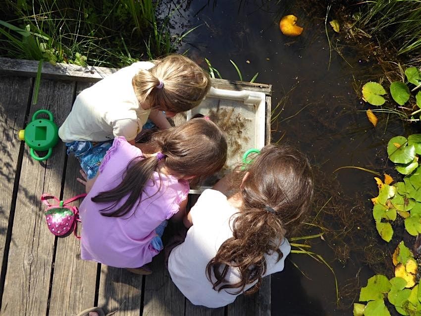 Autumn Pond Dipping at Ryton Pools Country Park