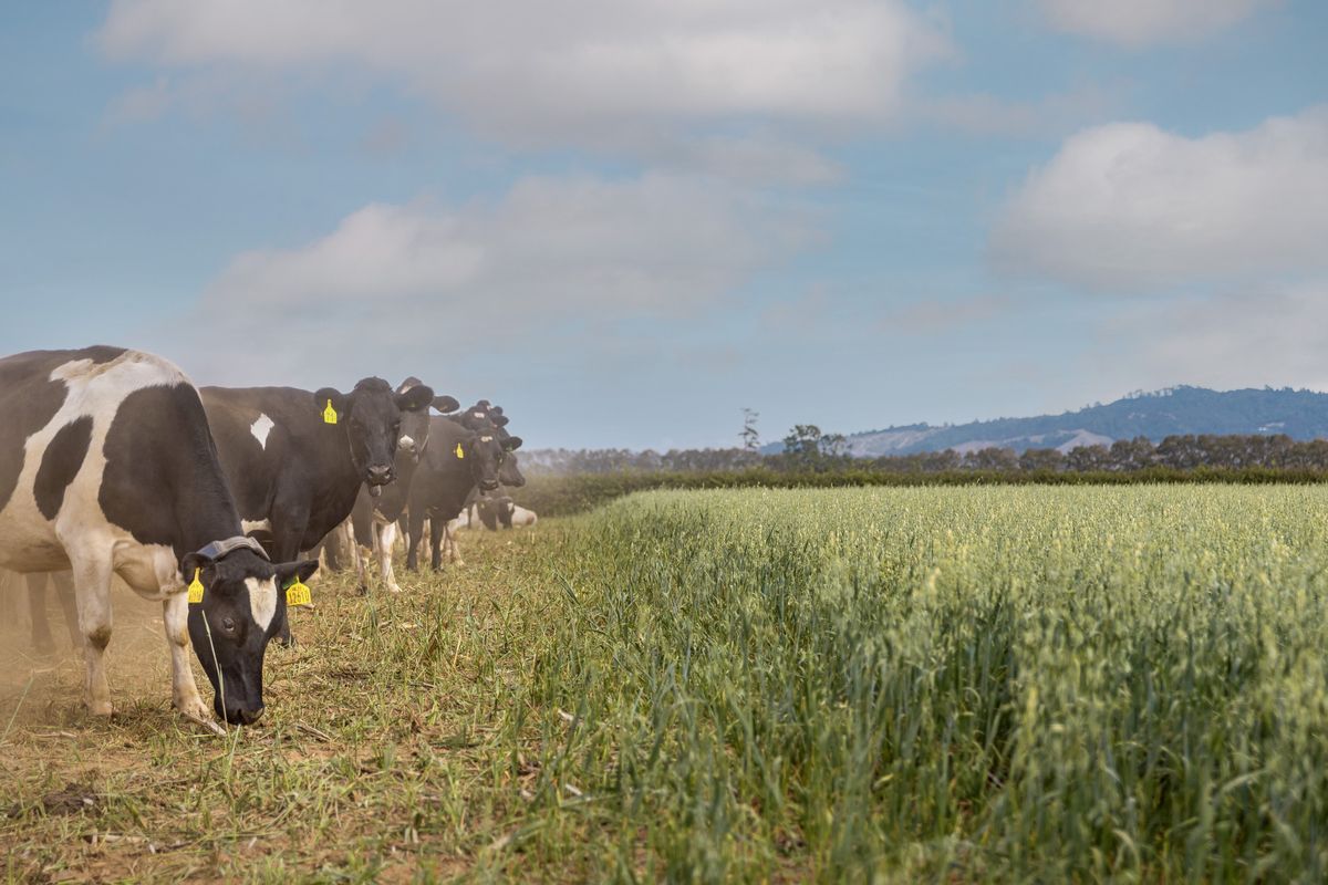 Taranaki - Mating Excellence Event 