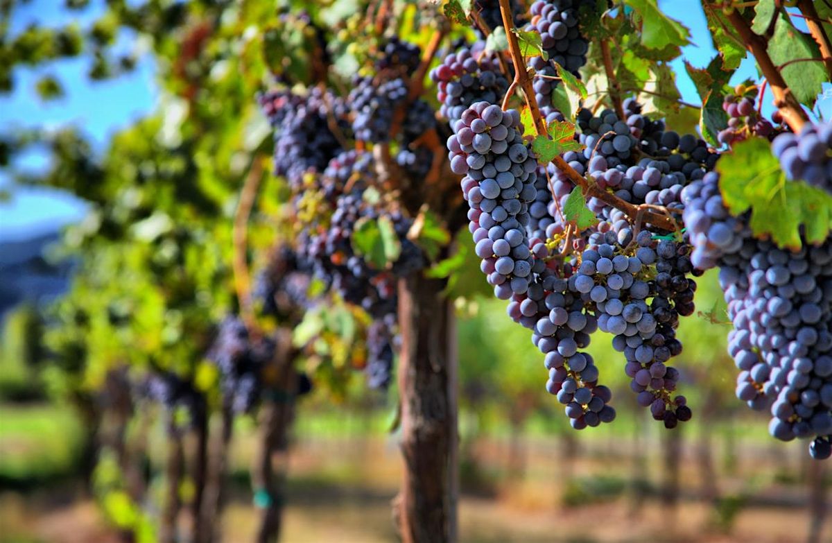 WINE TASTING VINI DEL MEZZOGIORNO