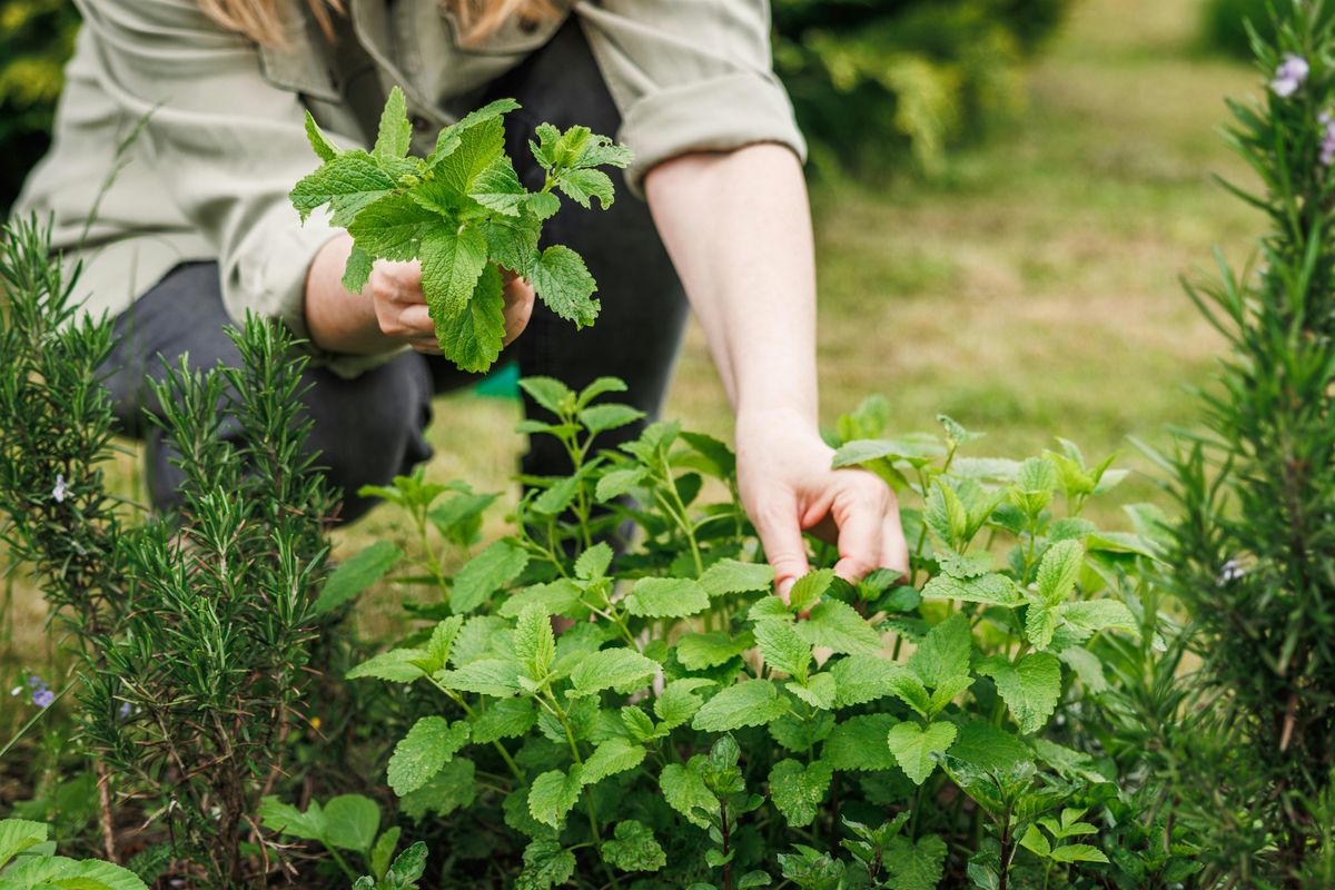 Grow Your Own Herbal Tea