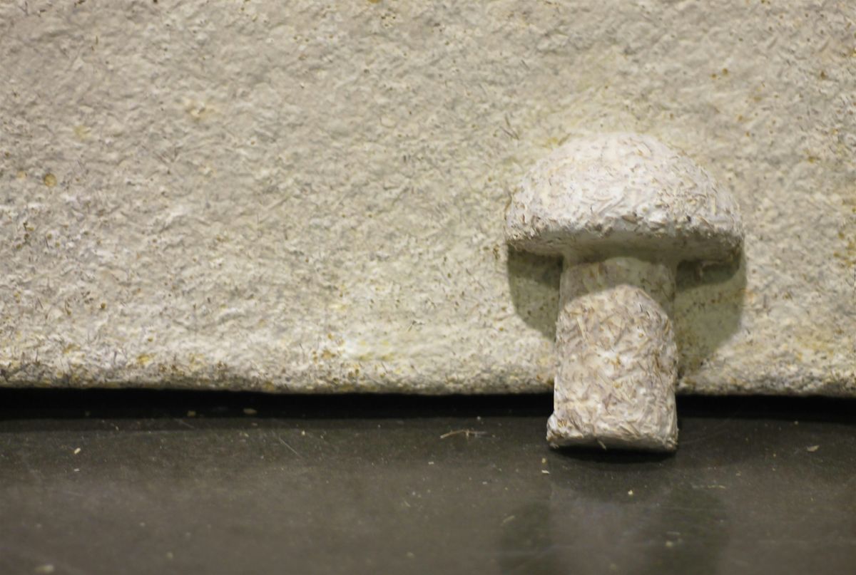 For ages 9-14: Mushroom materials