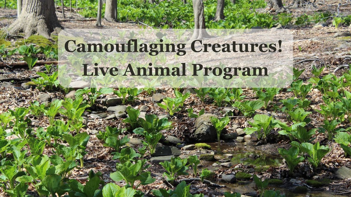 Camouflaging Creatures! Live Animal Program